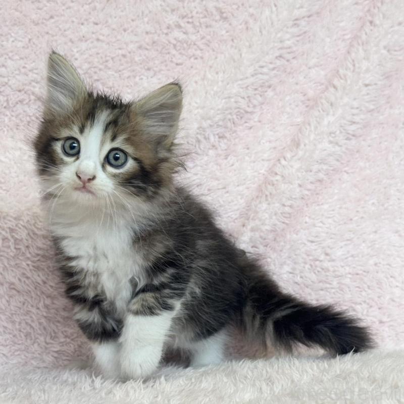 販売中の三重県のサイベリアン-139782