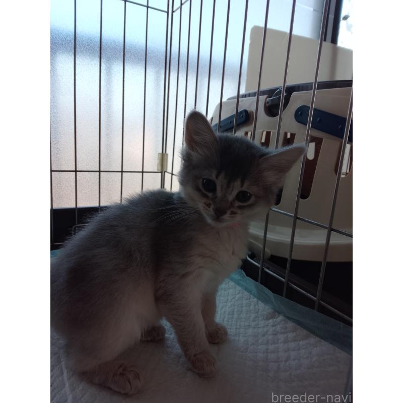 販売中の滋賀県のソマリ-139783の6枚目