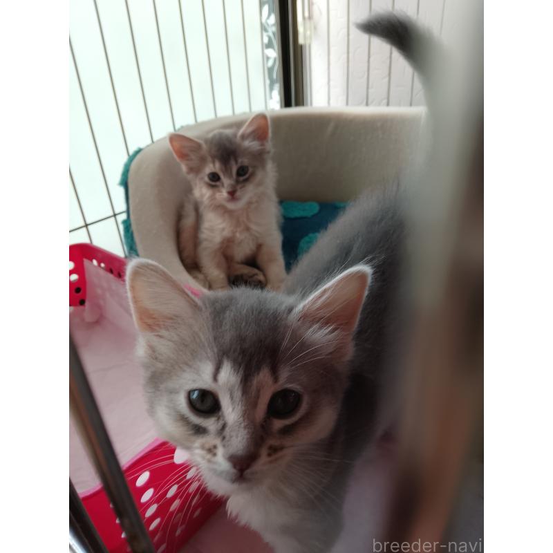 販売中の滋賀県のソマリ-139783の4枚目