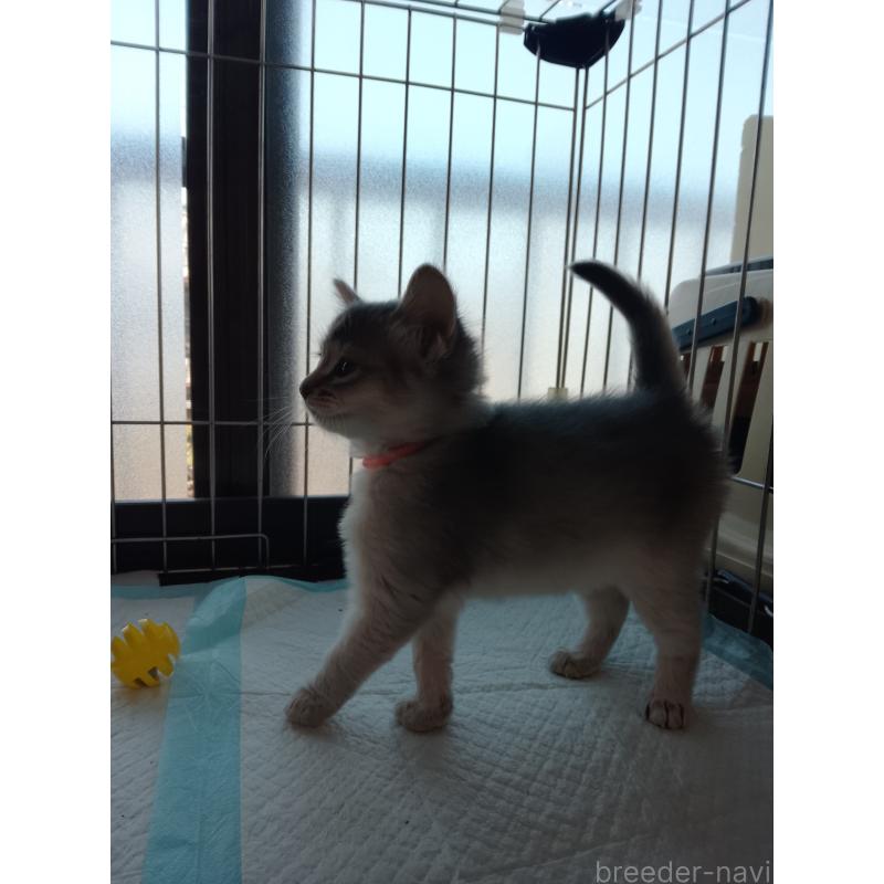 販売中の滋賀県のソマリ-139783の2枚目