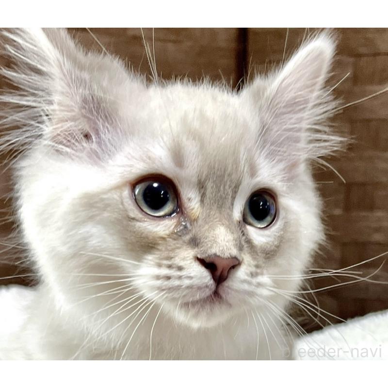 販売中の愛知県のサイベリアン-135777