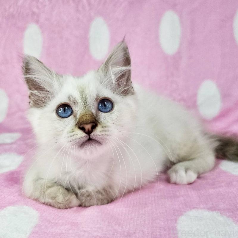 販売中の千葉県のバーマン-139087