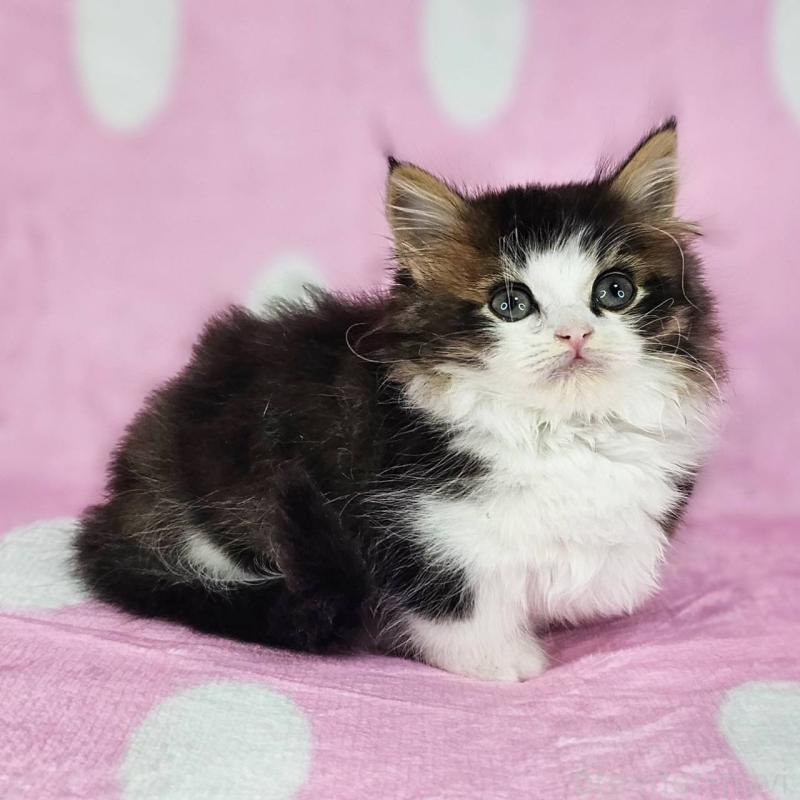 販売中の千葉県のマンチカン(短足)-137838