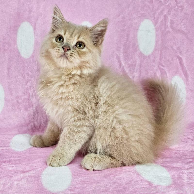 販売中の東京都のマンチカン-138333