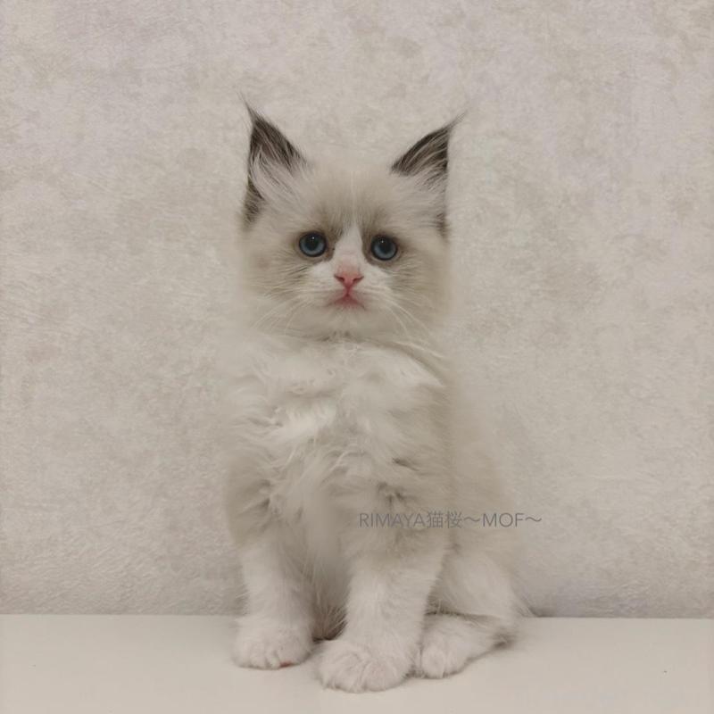 販売中の石川県のラグドール-139785