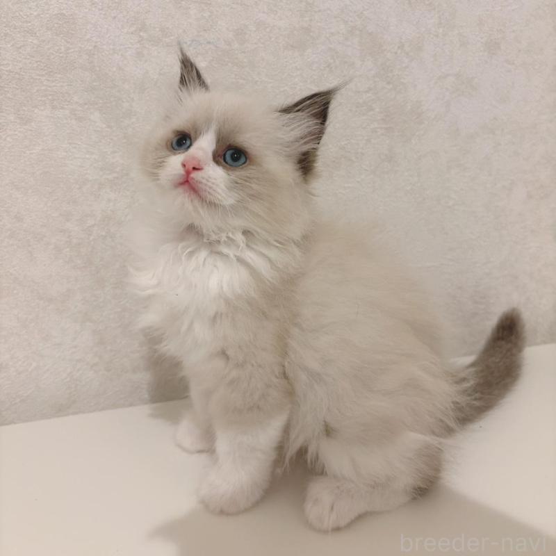 販売中の石川県のラグドール-139785の4枚目