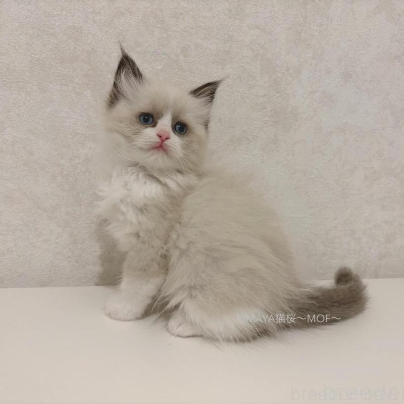 販売中の石川県のラグドール-139785の3枚目