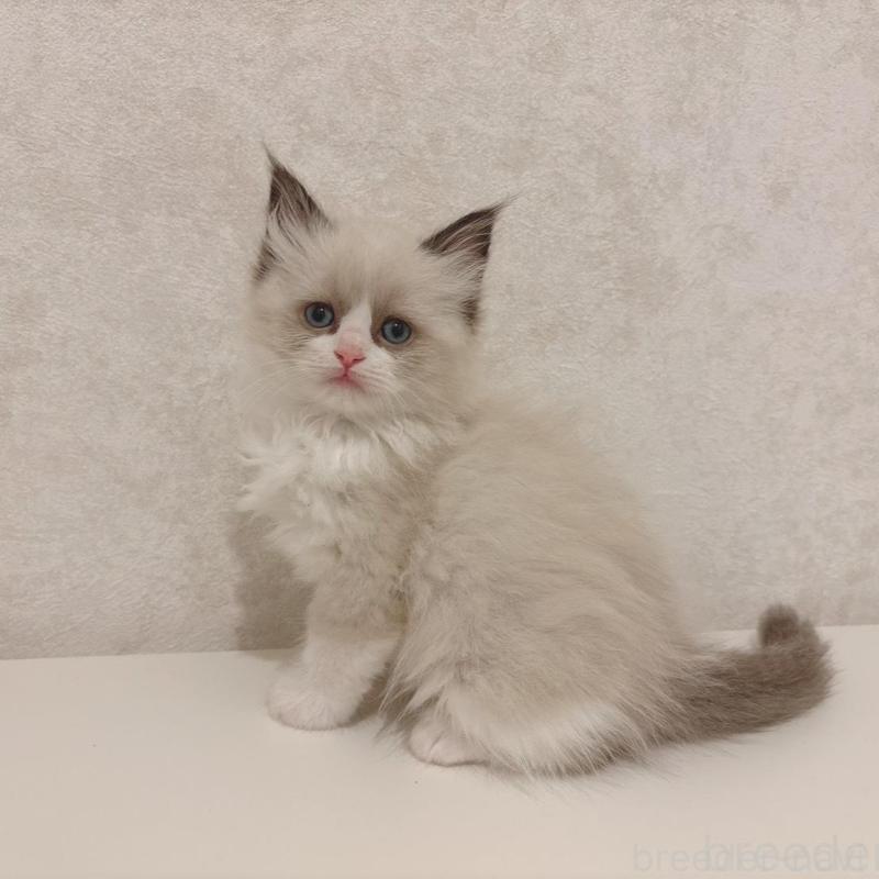 販売中の石川県のラグドール-139785の2枚目