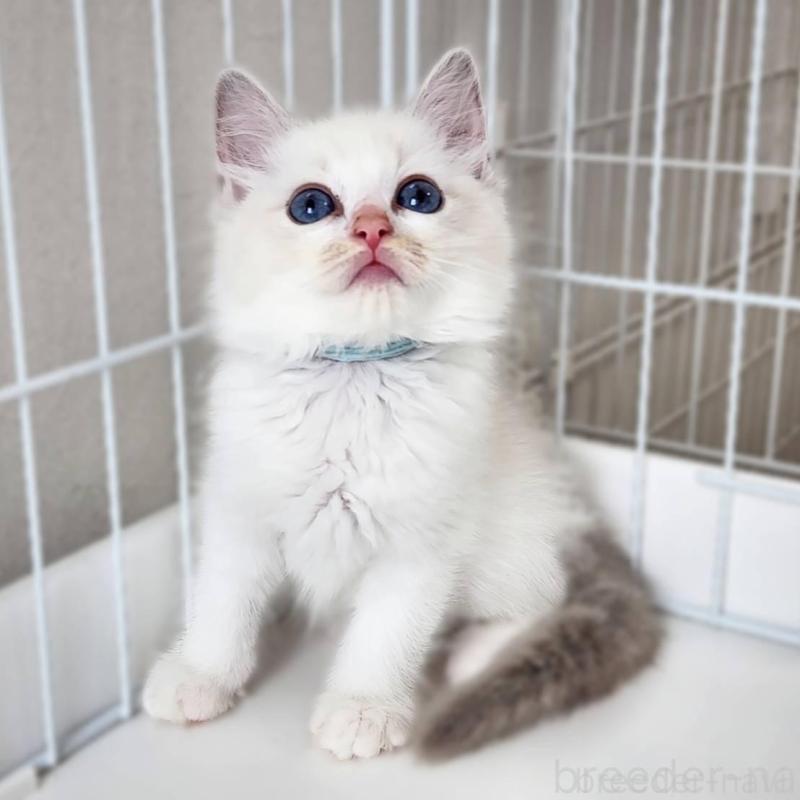 販売中の神奈川県のラグドール-139786の8枚目