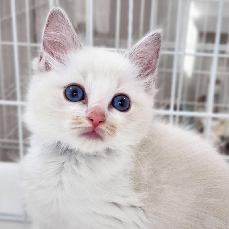 販売中の神奈川県のラグドール-139786の7枚目