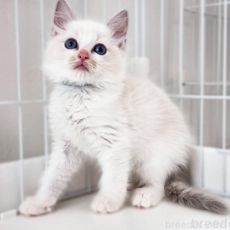 販売中の神奈川県のラグドール-139786の6枚目