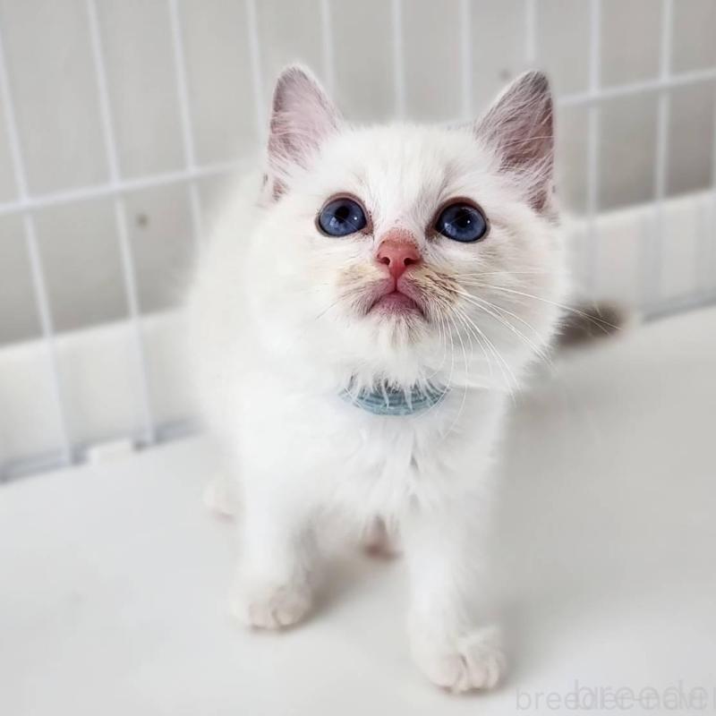 販売中の神奈川県のラグドール-139786の5枚目