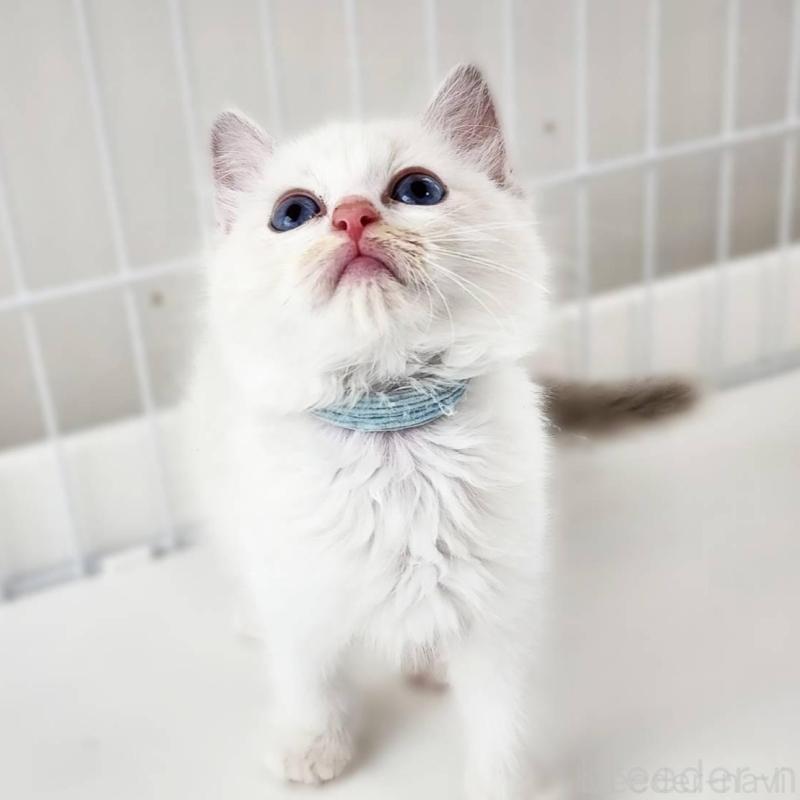 販売中の神奈川県のラグドール-139786の4枚目