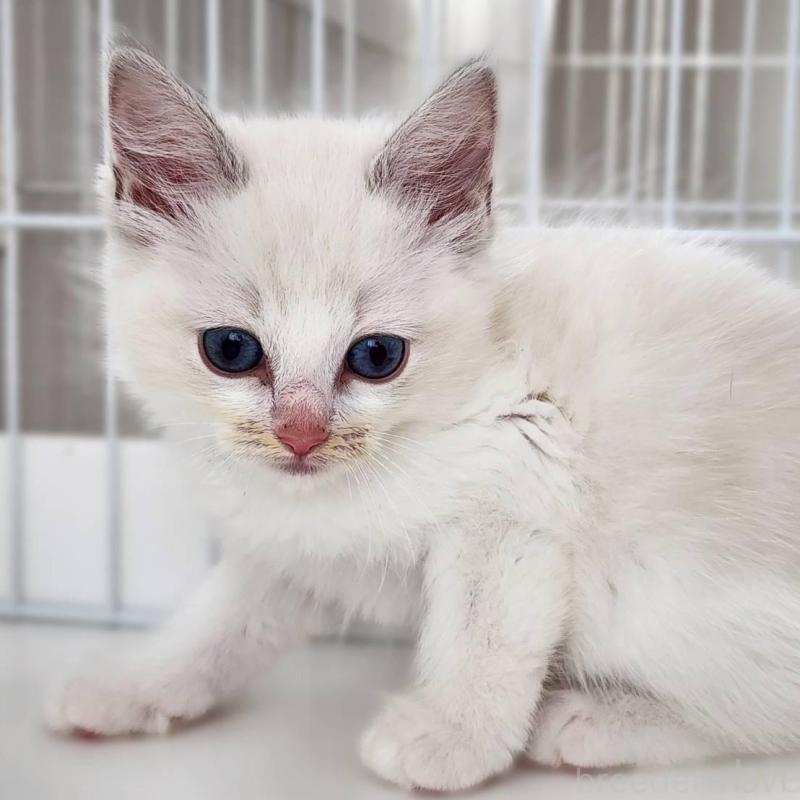 販売中の神奈川県のラグドール-139786の3枚目