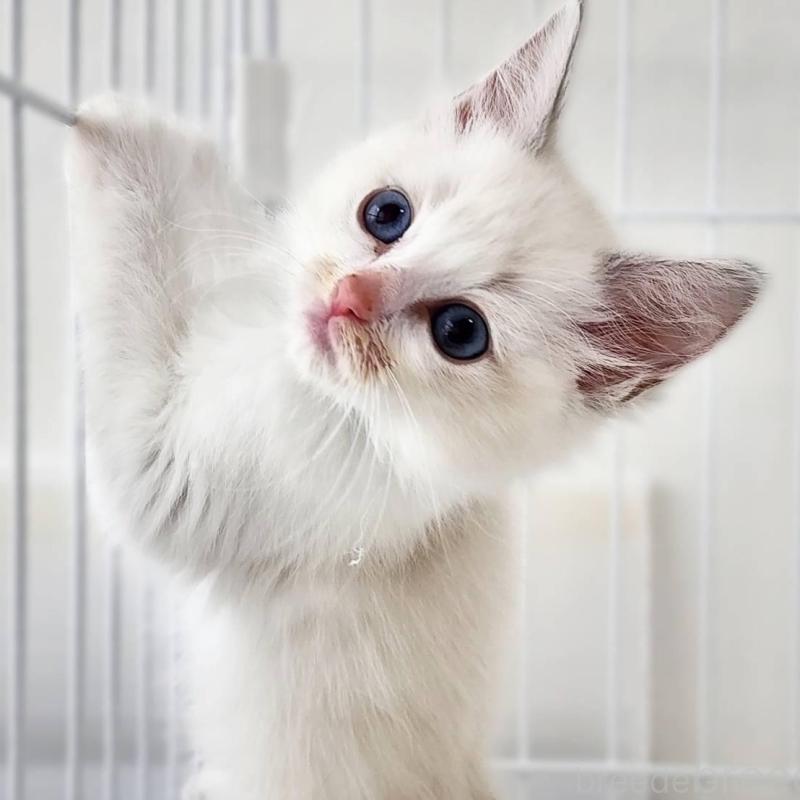 販売中の神奈川県のラグドール-139786の2枚目