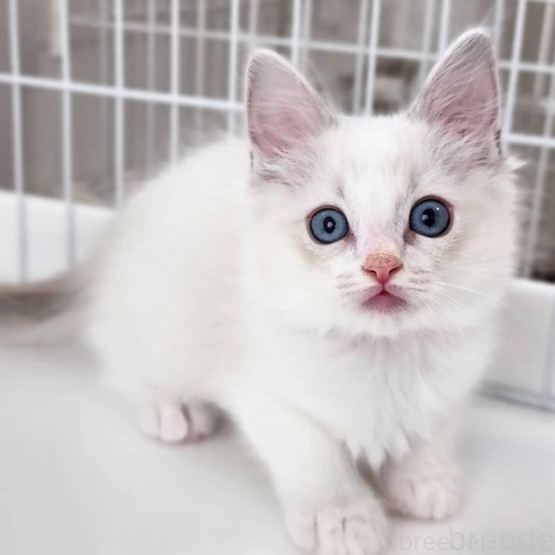 販売中の神奈川県のラグドール-139787の8枚目