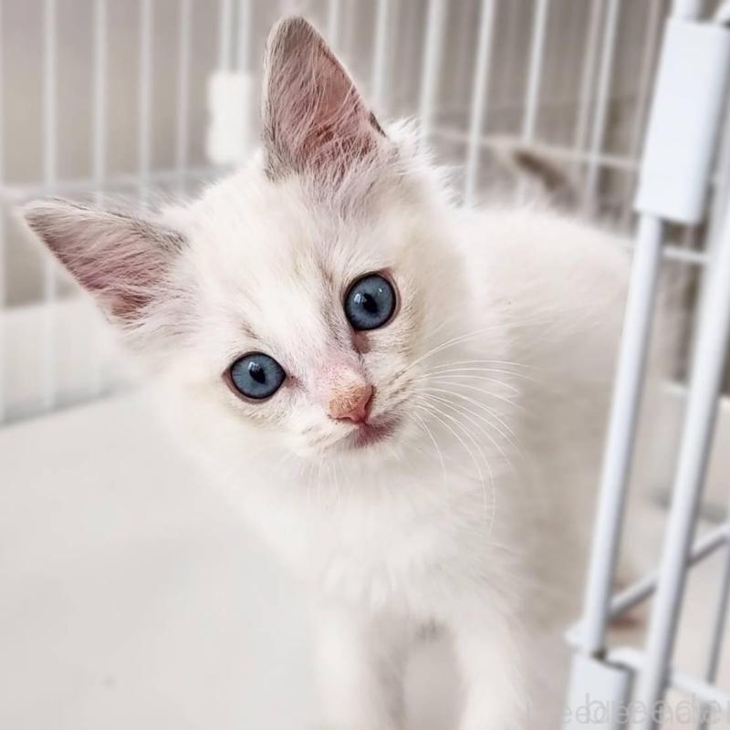 販売中の神奈川県のラグドール-139787の6枚目