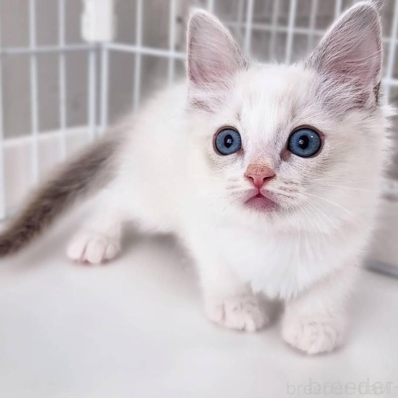 販売中の神奈川県のラグドール-139787の5枚目