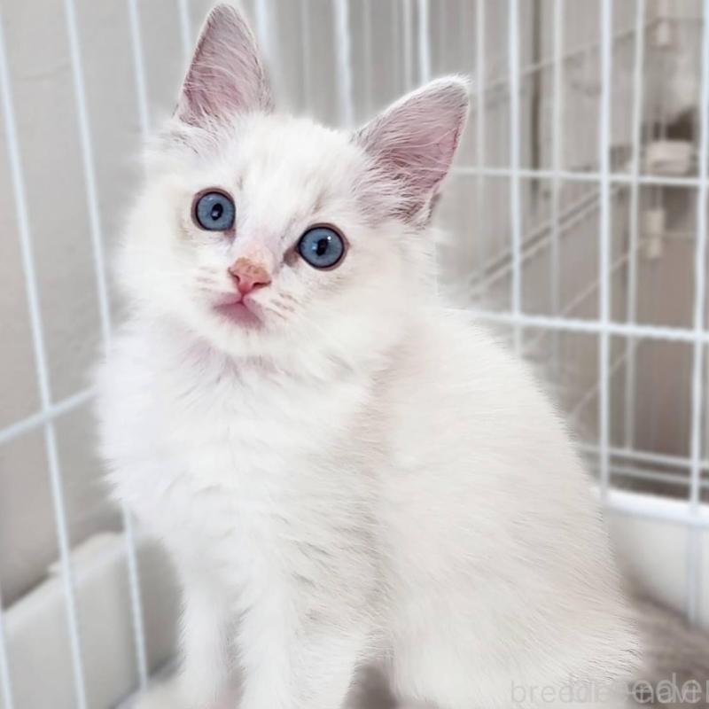 販売中の神奈川県のラグドール-139787の4枚目