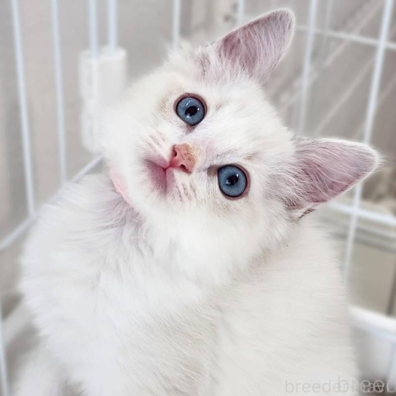 販売中の神奈川県のラグドール-139787の3枚目