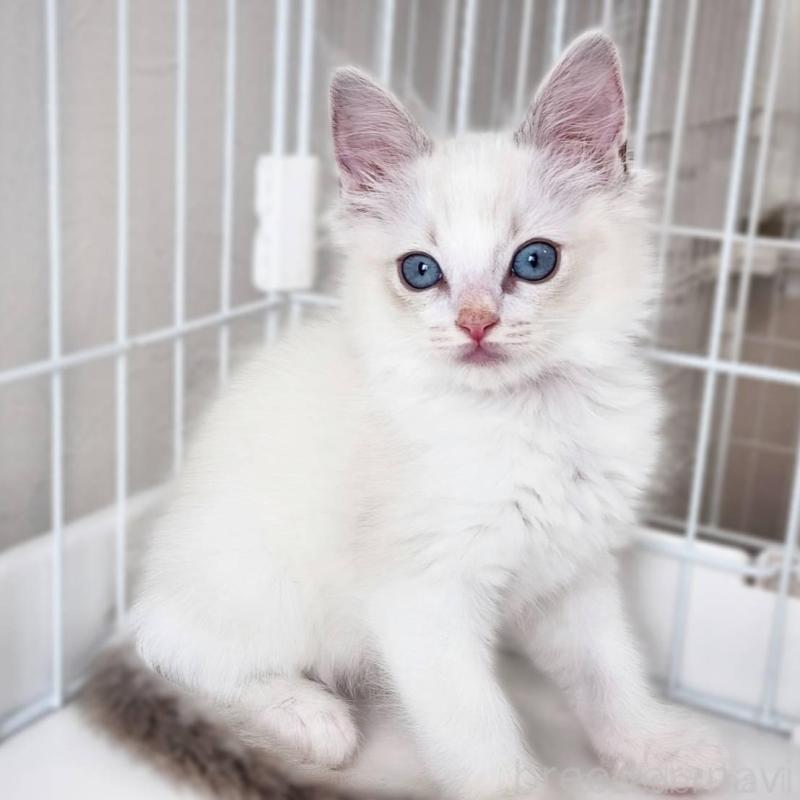 販売中の神奈川県のラグドール-139787