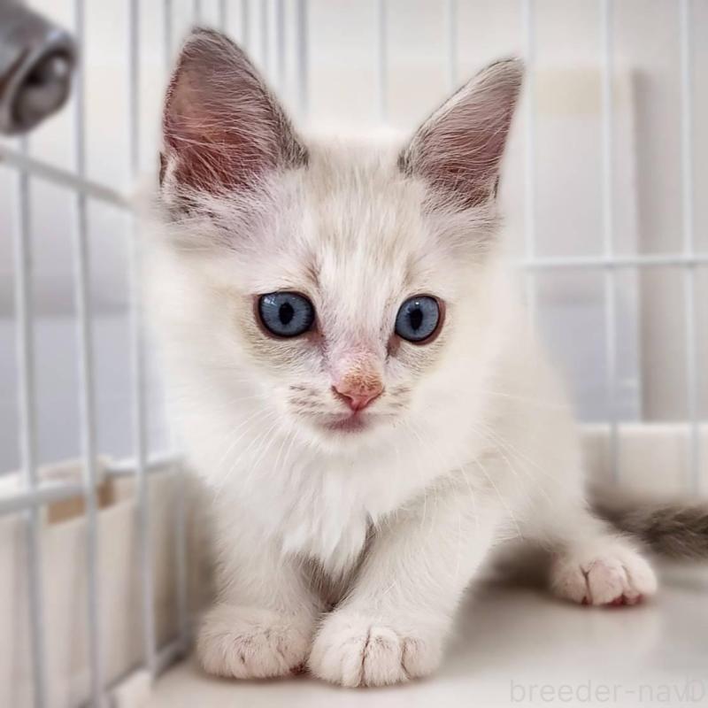 販売中の神奈川県のラグドール-139787の2枚目