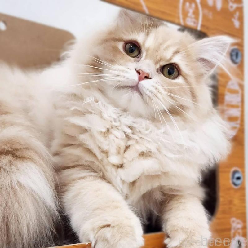 販売中の神奈川県のサイベリアン-139788の9枚目