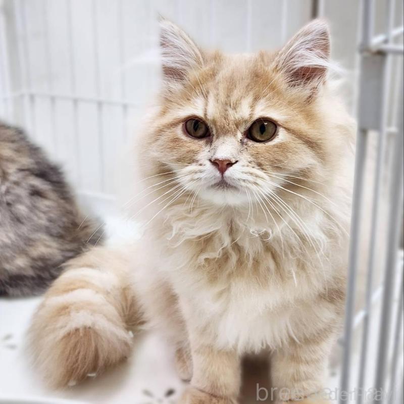 販売中の神奈川県のサイベリアン-139788の8枚目