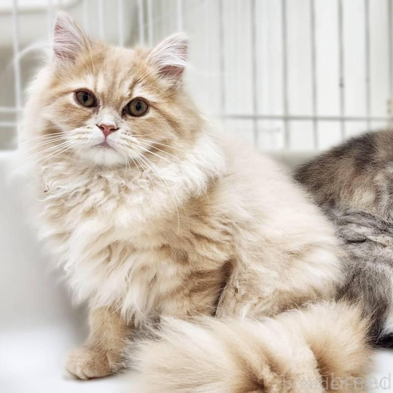 販売中の神奈川県のサイベリアン-139788の7枚目