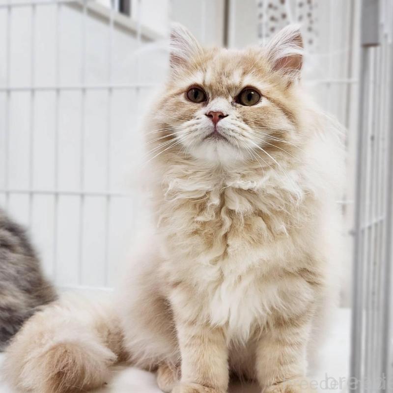 販売中の神奈川県のサイベリアン-139788の1枚目