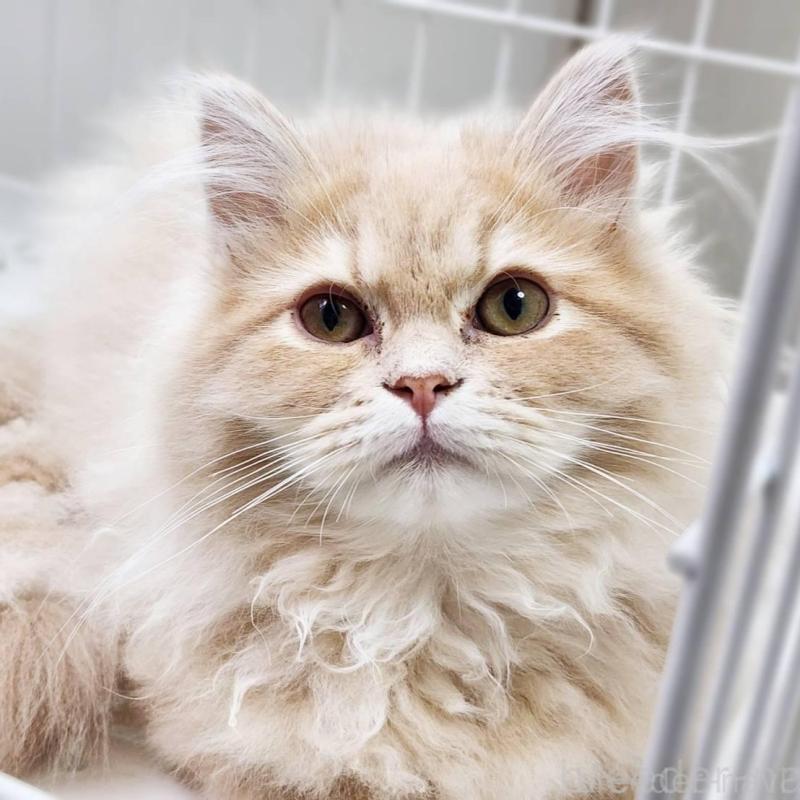 販売中の神奈川県のサイベリアン-139788の6枚目