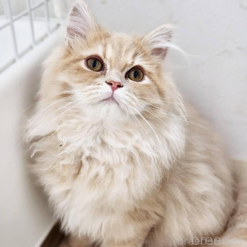 販売中の神奈川県のサイベリアン-139788の5枚目