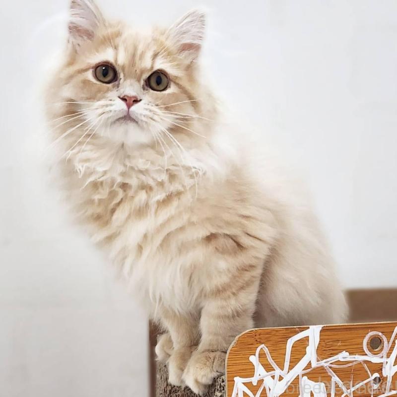 販売中の神奈川県のサイベリアン-139788の3枚目