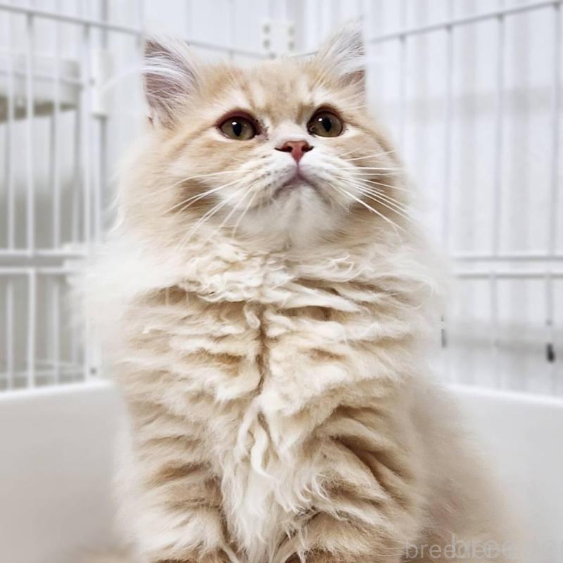 販売中の神奈川県のサイベリアン-139788の2枚目