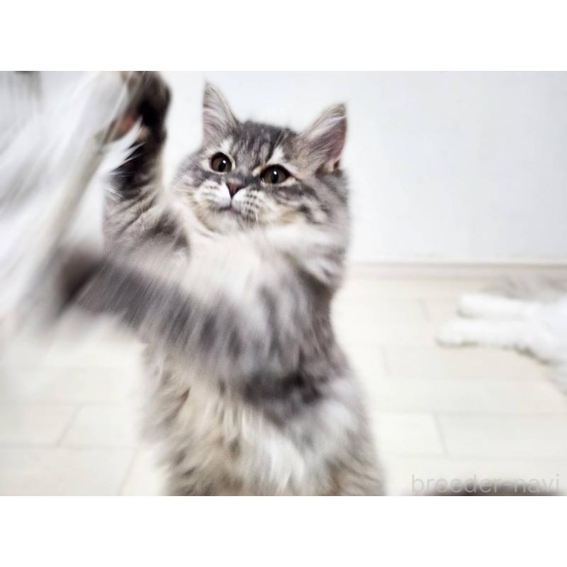 販売中の神奈川県のサイベリアン-139789の9枚目