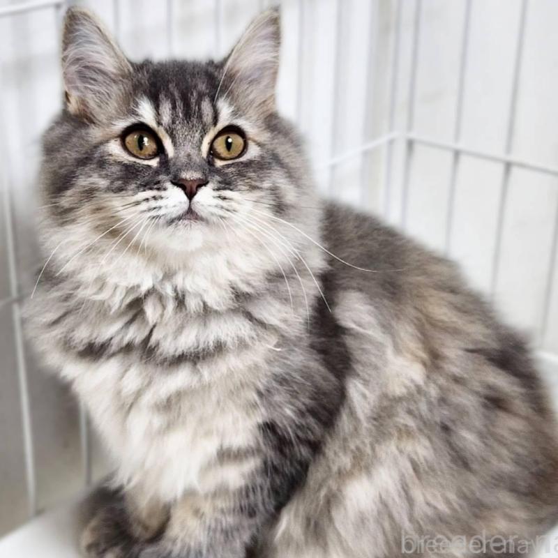 販売中の神奈川県のサイベリアン-139789