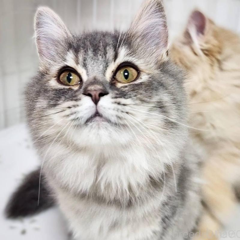 販売中の神奈川県のサイベリアン-139789の8枚目