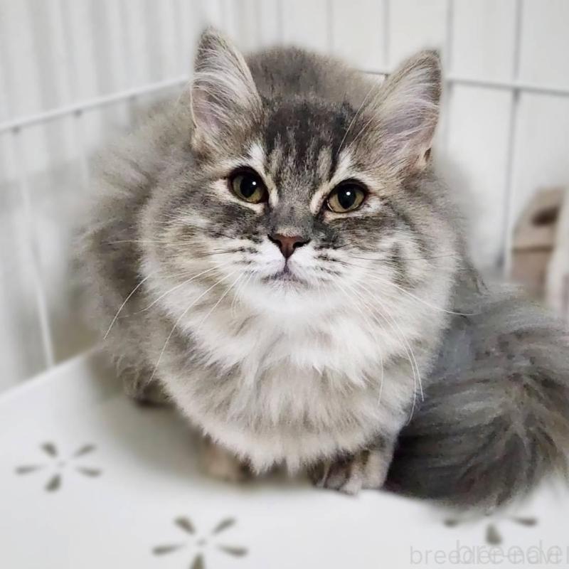 販売中の神奈川県のサイベリアン-139789の7枚目