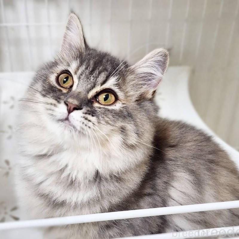 販売中の神奈川県のサイベリアン-139789の6枚目