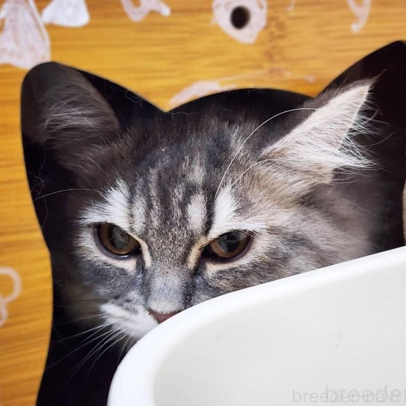 販売中の神奈川県のサイベリアン-139789の4枚目