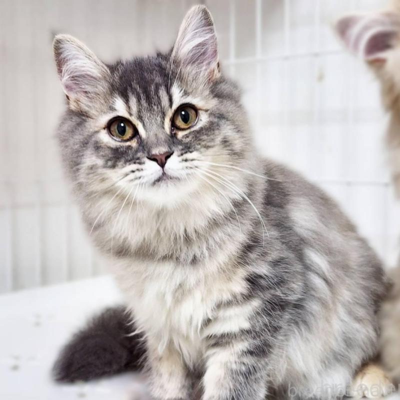 販売中の神奈川県のサイベリアン-139789の3枚目