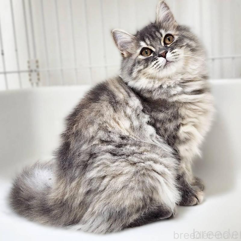 販売中の神奈川県のサイベリアン-139789の2枚目