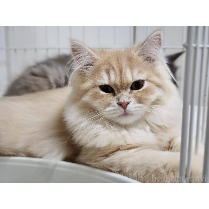 販売中の神奈川県のサイベリアン-139790の9枚目