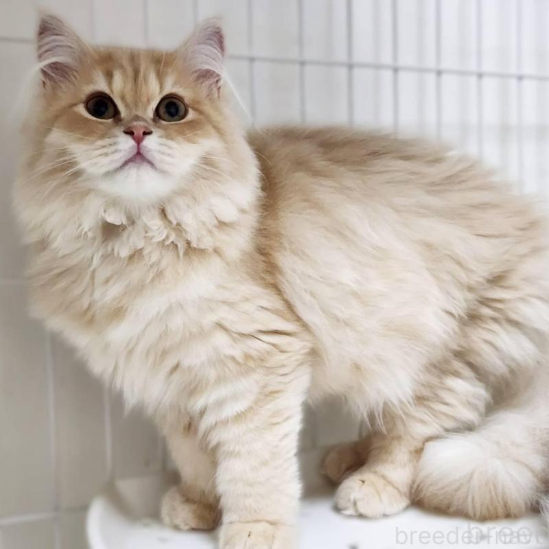 販売中の神奈川県のサイベリアン-139790の8枚目