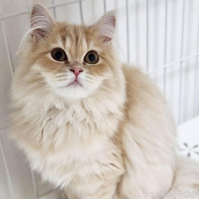 販売中の神奈川県のサイベリアン-139790の7枚目