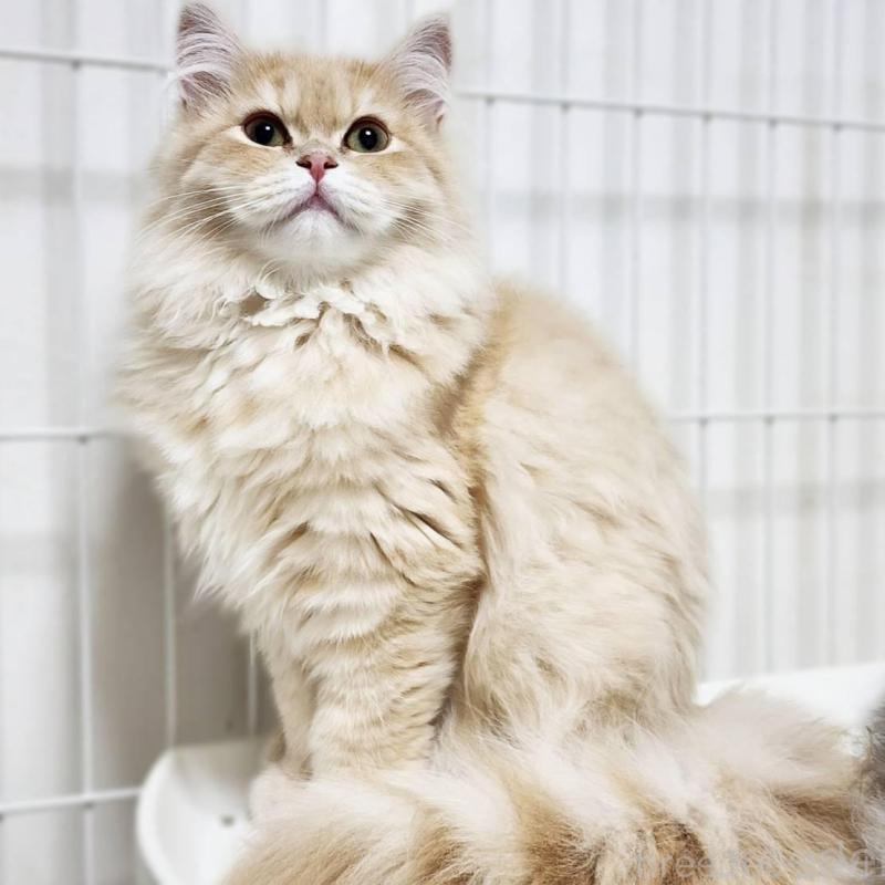 販売中の神奈川県のサイベリアン-139790