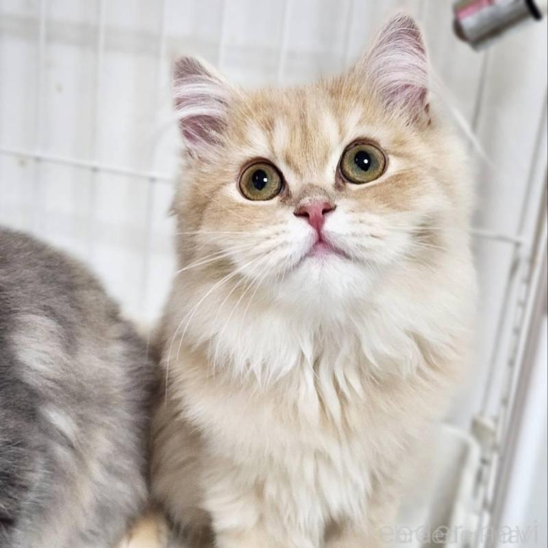 販売中の神奈川県のサイベリアン-139790の6枚目