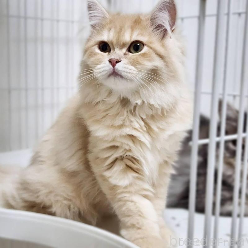 販売中の神奈川県のサイベリアン-139790の5枚目