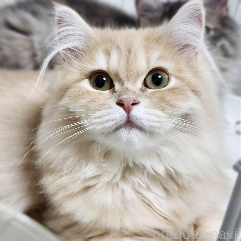 販売中の神奈川県のサイベリアン-139790の4枚目