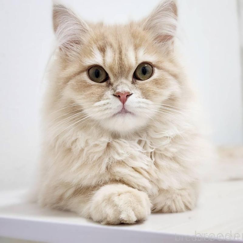 販売中の神奈川県のサイベリアン-139790の3枚目